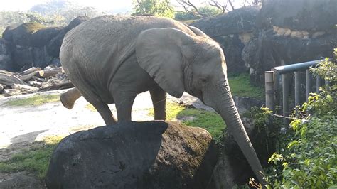 大象噴水|台北市立動物園大象很享受，洗澡、玩水、噴水花樣百。